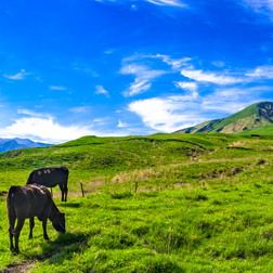 Horses in Aso